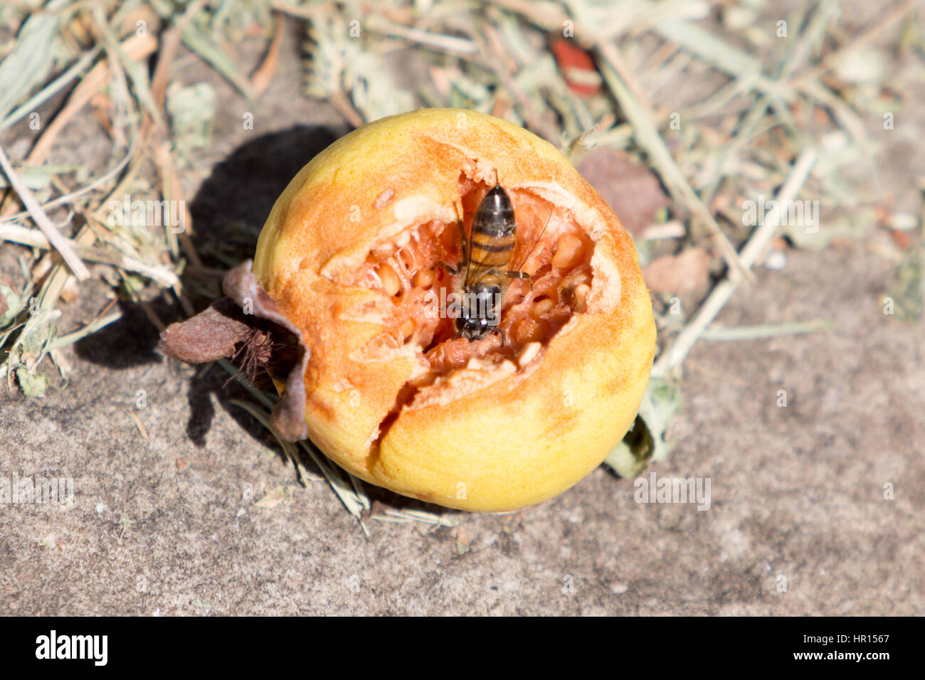 Asuncion, Paraguay. Februar 2017. Honigbiene krabbelt in einer Guave-Frucht auf der Suche nach süßem Nektar, der zuvor von Vögeln gespickt wurde, wird am sonnigen Morgen in Asuncion, Paraguay, gesehen. Anm.: Andre M. Chang/Alamy Live News Stockfoto
