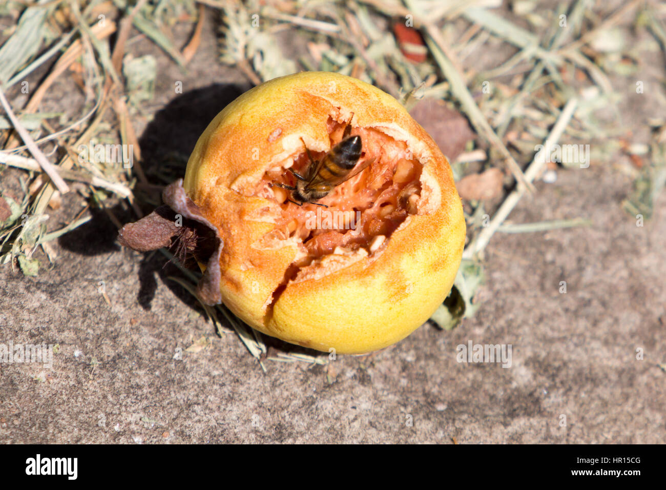 Asuncion, Paraguay. Februar 2017. Honigbiene krabbelt in einer Guave-Frucht auf der Suche nach süßem Nektar, der zuvor von Vögeln gespickt wurde, wird am sonnigen Morgen in Asuncion, Paraguay, gesehen. Anm.: Andre M. Chang/Alamy Live News Stockfoto
