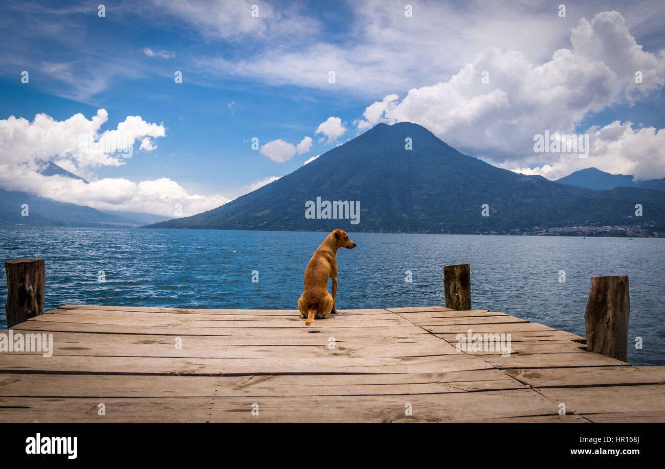 Hund in ein Holzsteg, der Blick auf Horizont am Atitlan See mit Vulkan San Pedro auf der Hintergrund - San Marcos la Laguna, Guatemala Stockfoto