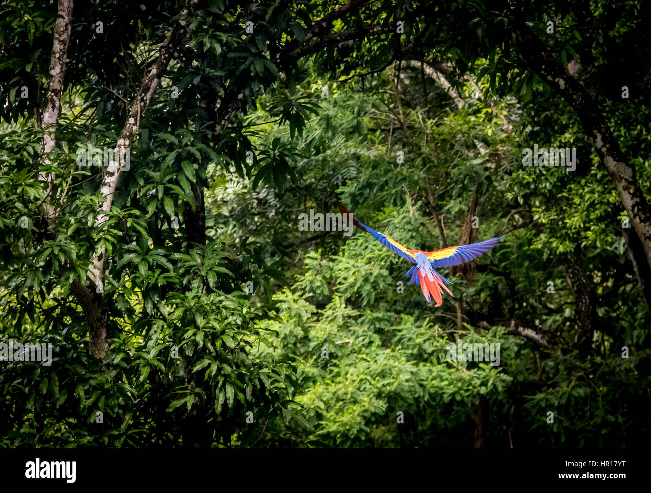 Rote Aras fliegen - Copán, Honduras Stockfoto