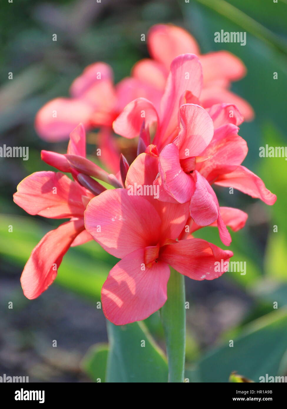 Geschlossen bis rosa Canna Blume - indische Schuss Stockfoto