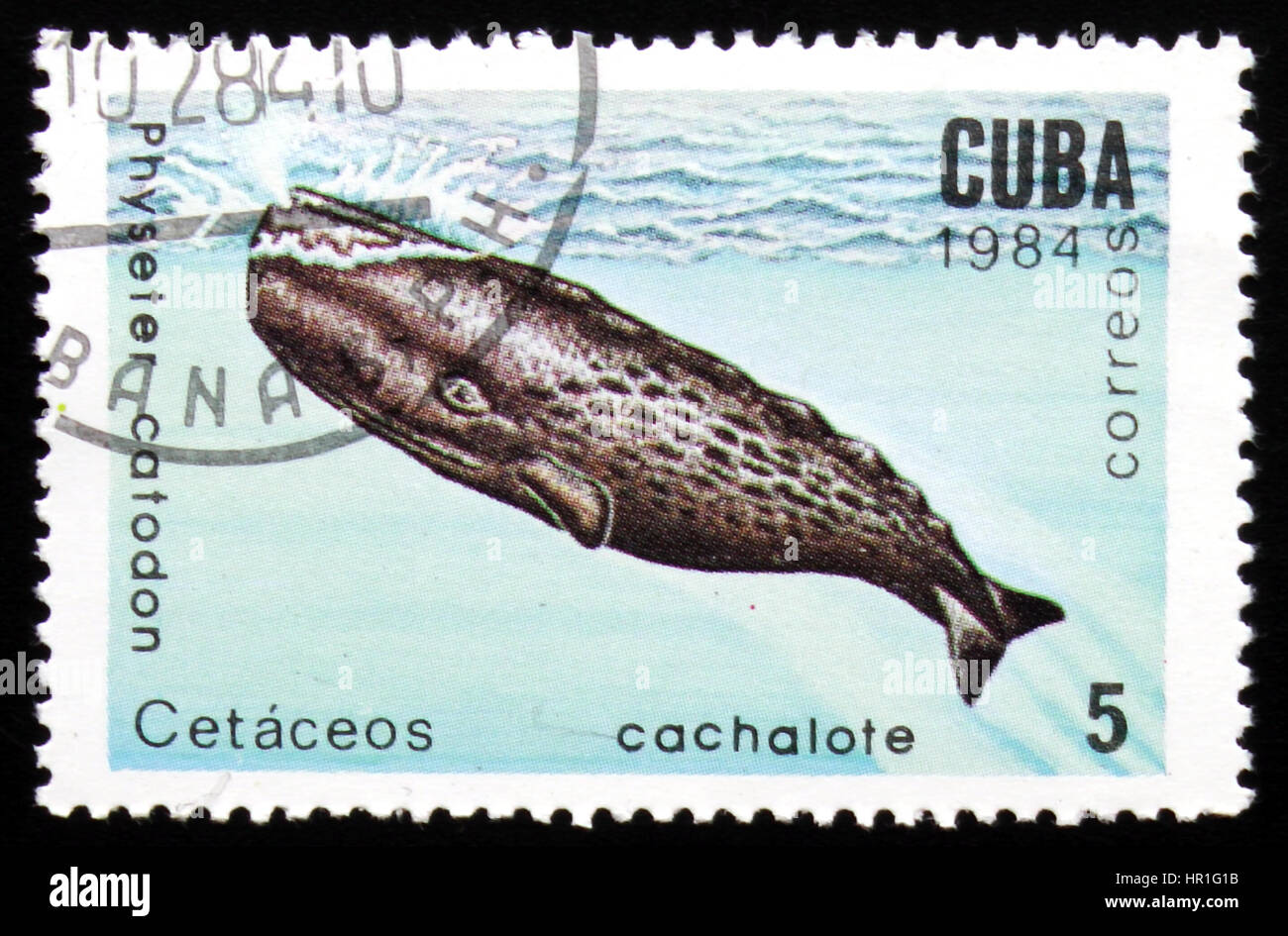 Moskau, Russland - 19. Februar 2017: Eine Briefmarke gedruckt in Kuba zeigt Wal Physeter Catodon, Serie Marine Mammal, ca. 1984 Stockfoto
