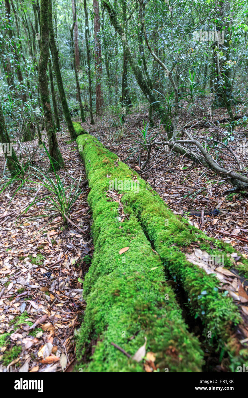 Wald, Bäume und Moos im Watagans-Nationalpark in new South Wales, Australien Stockfoto