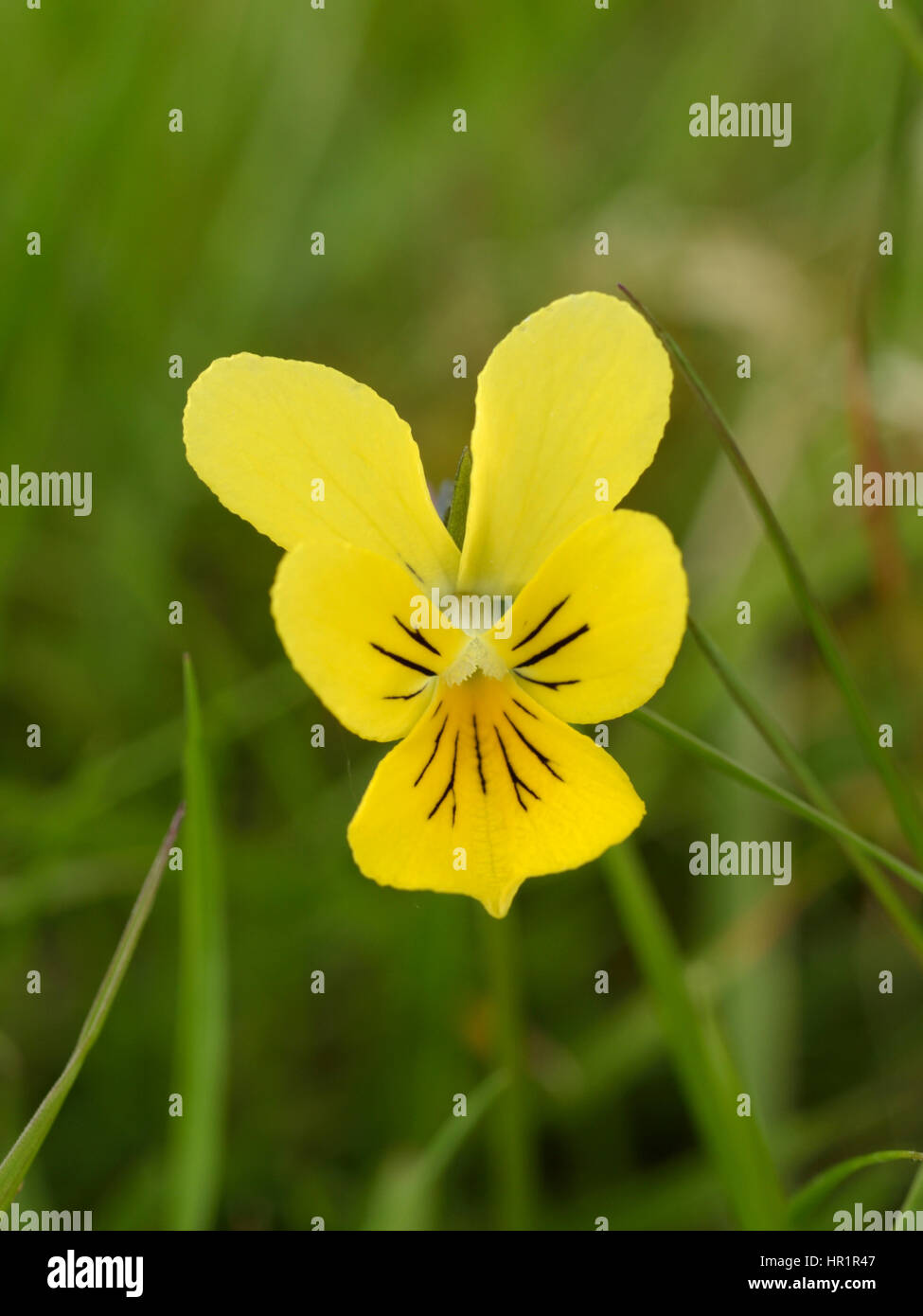 Berg-Stiefmütterchen, Viola Lutea auf den Epynt Stockfoto