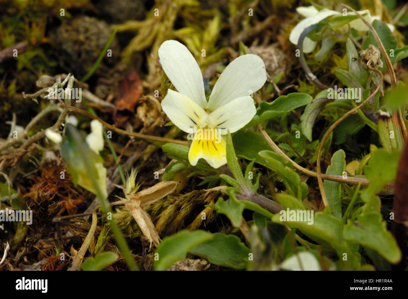 Wilde Stiefmütterchen oder Sand-Stiefmütterchen, Viola Tricolor, gelbe Form in Braunton Burrows Stockfoto