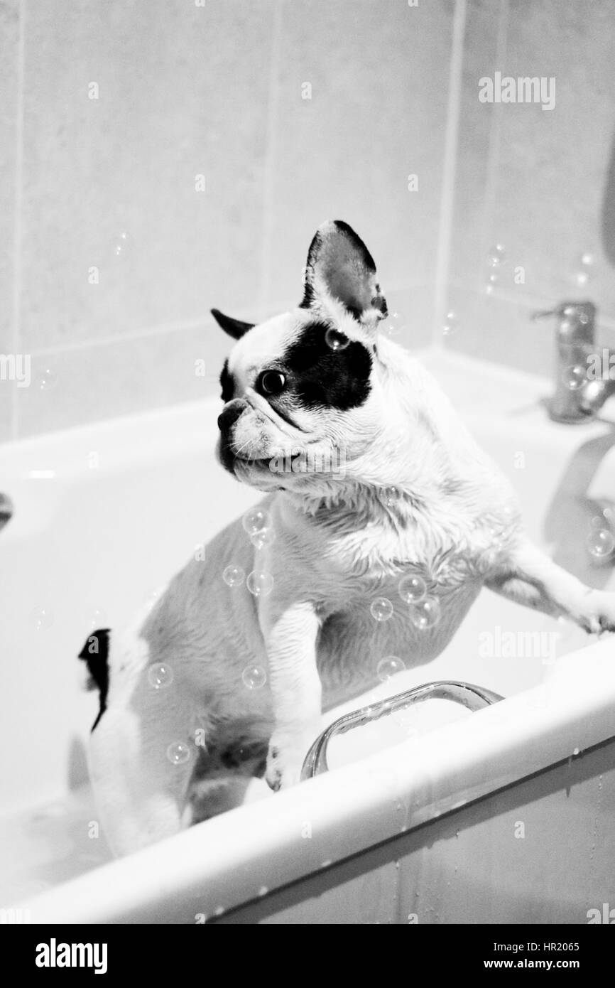 Schwarz / weiß französische Bulldogge mit Luftblasen in der Badewanne spielen Stockfoto
