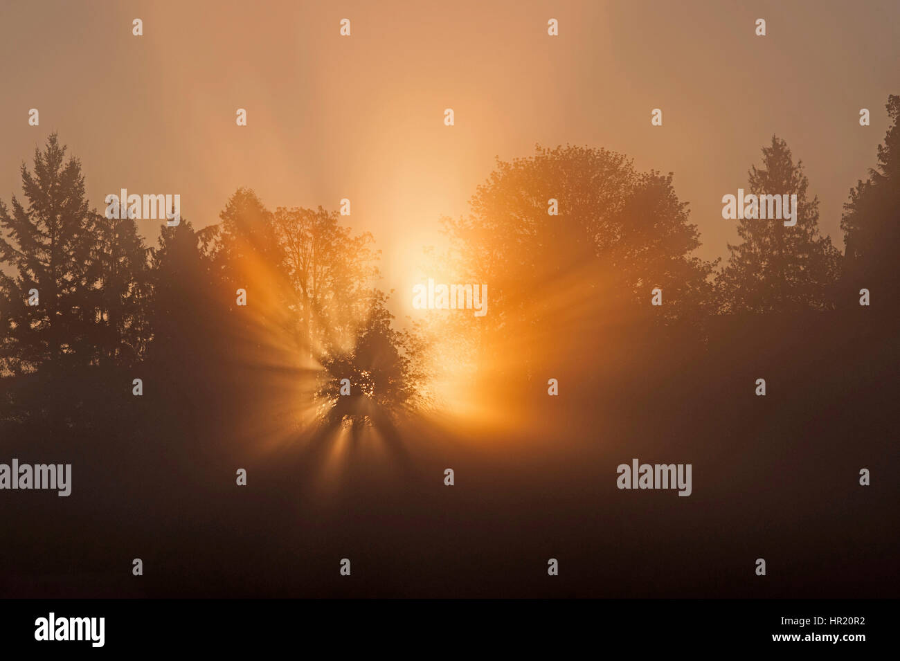 Dämmerungsaktiv Sonnenstrahlen kommen durch Baum im Nebel bei Sonnenaufgang Stockfoto