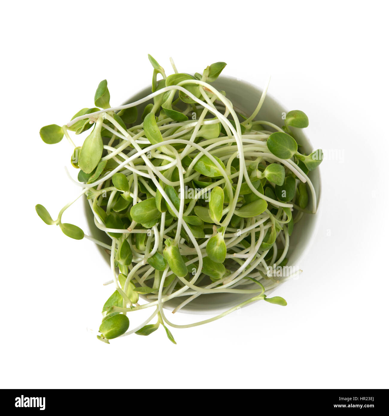 Sonnenblumen sprießen in Schüssel weiß Stockfoto