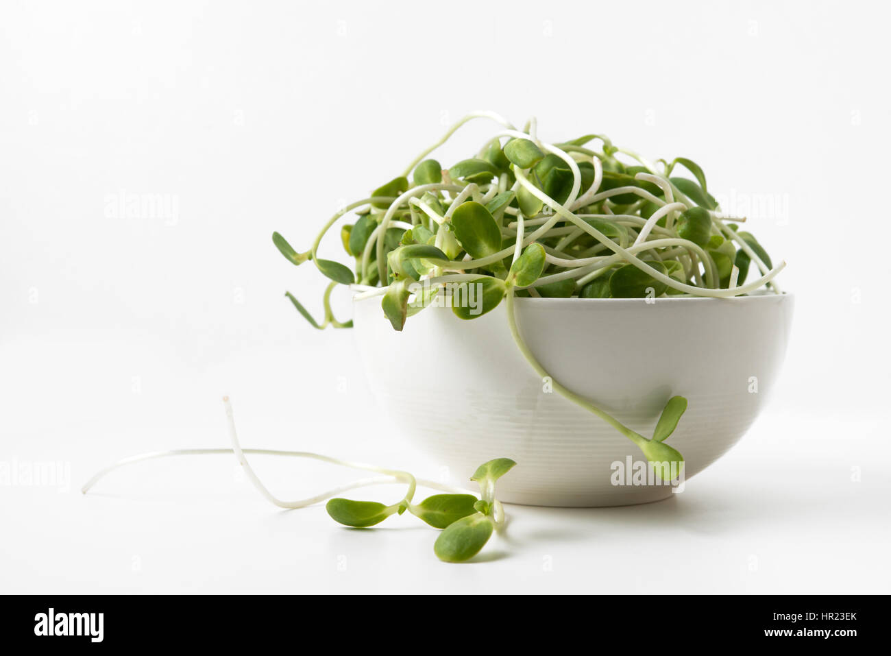 Sonnenblumen sprießen in Schüssel weiß Stockfoto