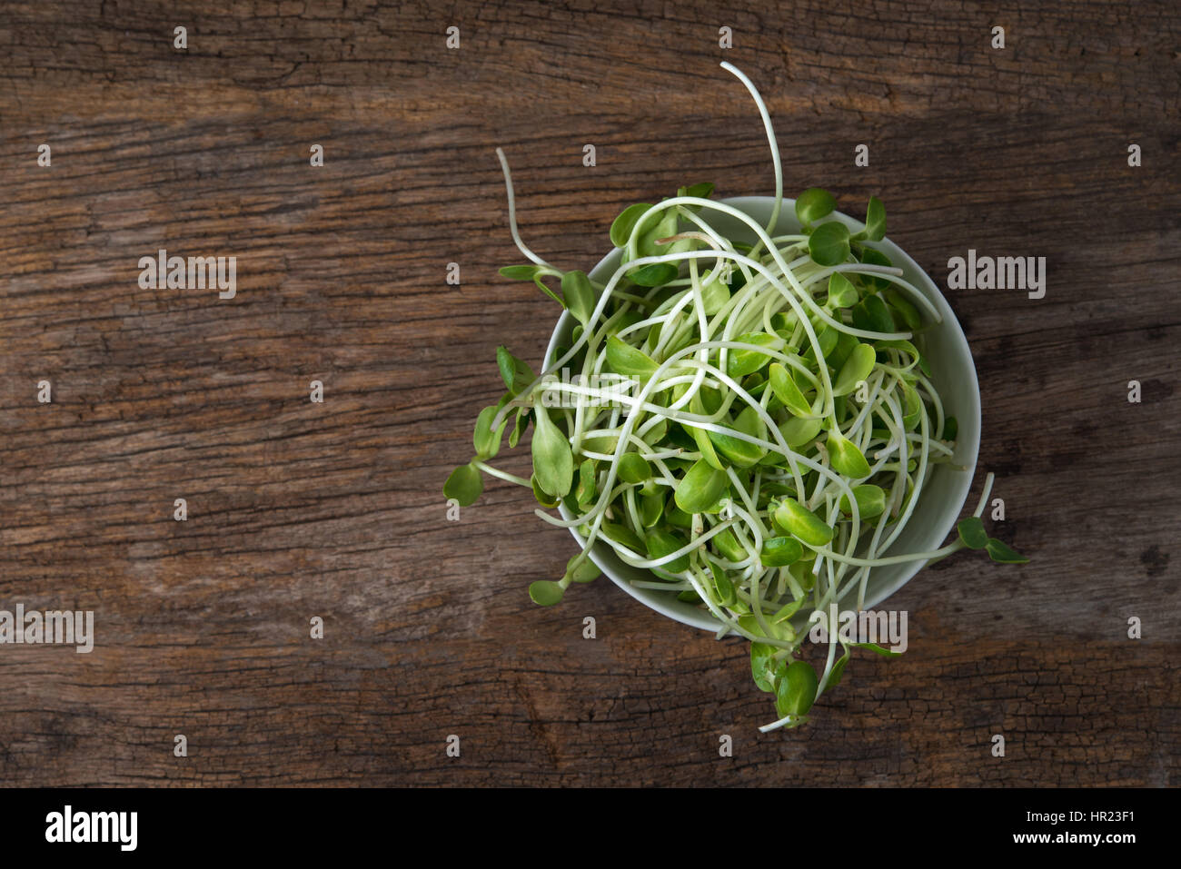 Sonnenblumen sprießen in Schüssel weiß Stockfoto