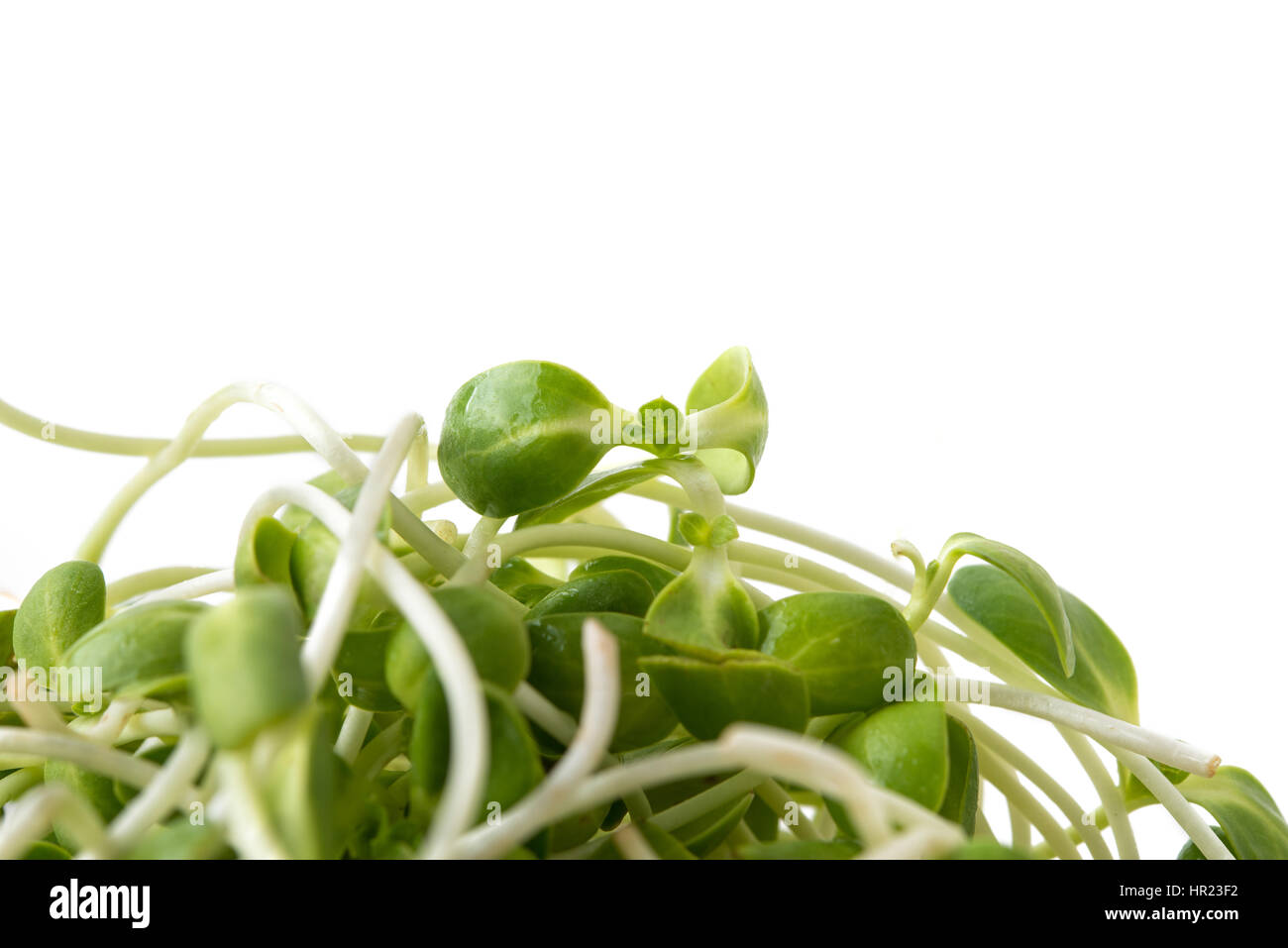 Sonnenblumen sprießen Stockfoto