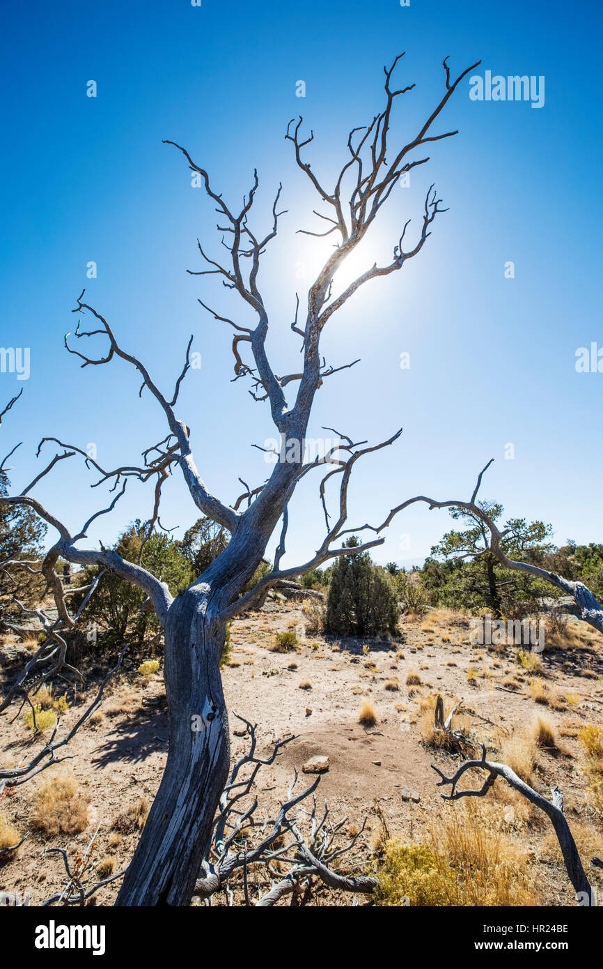 Tot Piñon Kiefer Silhouette gegen blauen Himmel; Pinus Monophylla; Pinus Edulis; Penitente Canyon; Colorado; USA Stockfoto