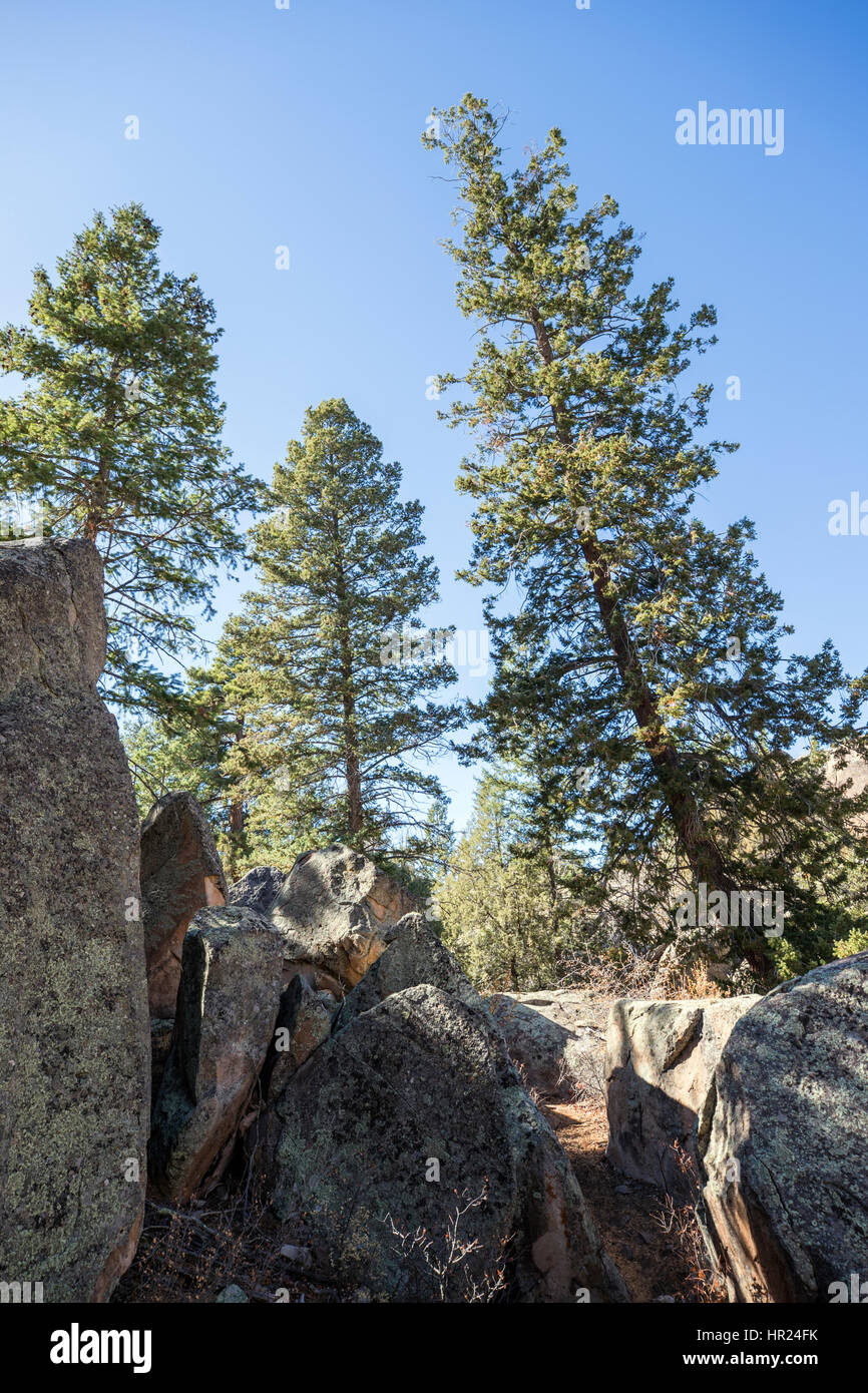 Fichten und Kiefern; Pinus Glabra; Walter Kiefer; Penitente Canyon; Colorado; USA Stockfoto