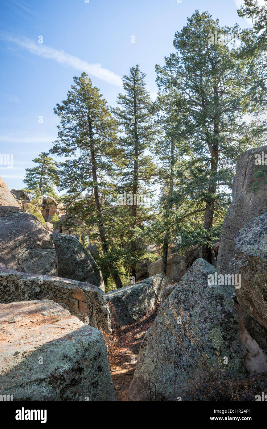 Fichten und Kiefern; Pinus Glabra; Walter Kiefer; Penitente Canyon; Colorado; USA Stockfoto