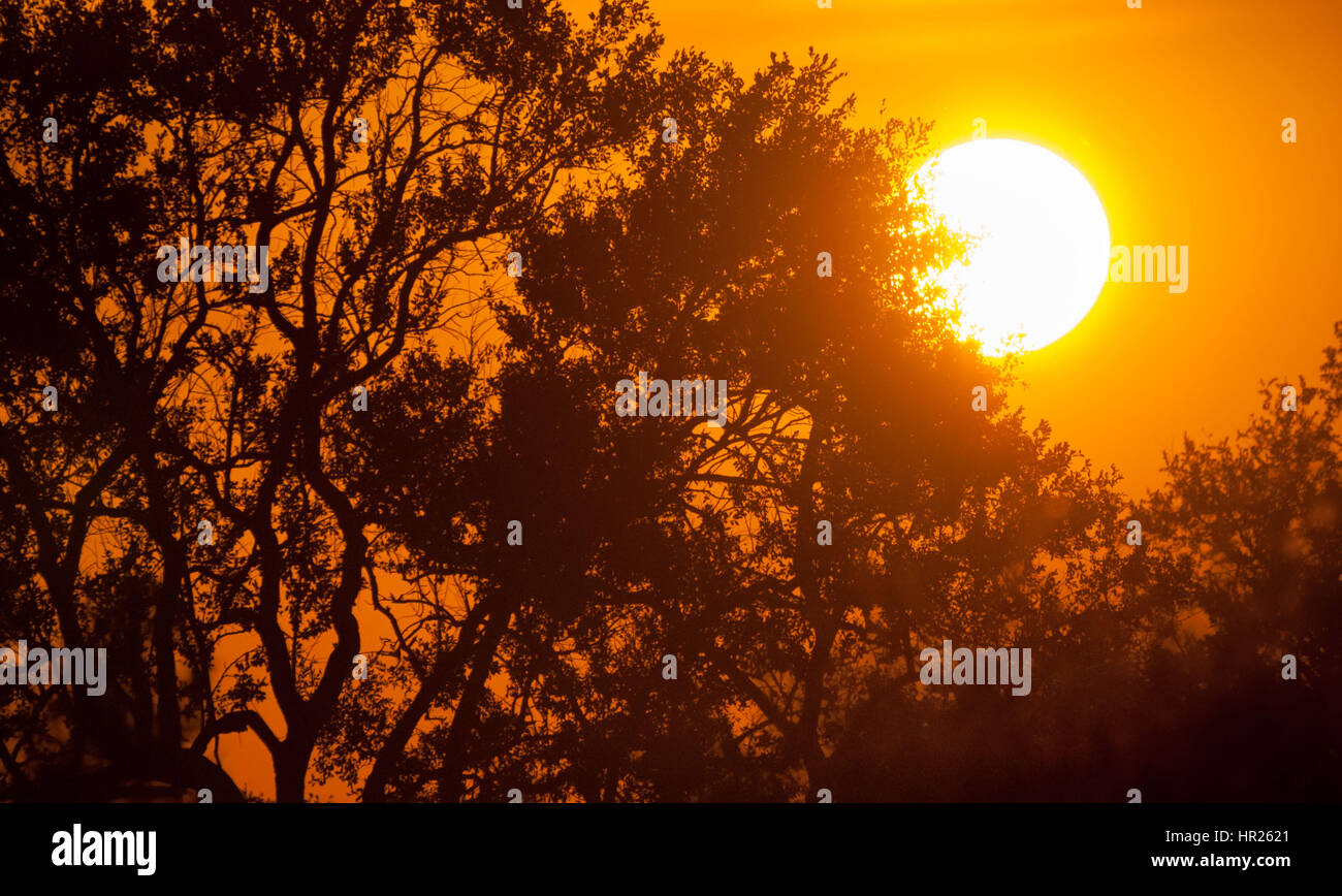 Intensive orange Sonne durch afrikanische Bäume. Kruger National Park, Südafrika Stockfoto