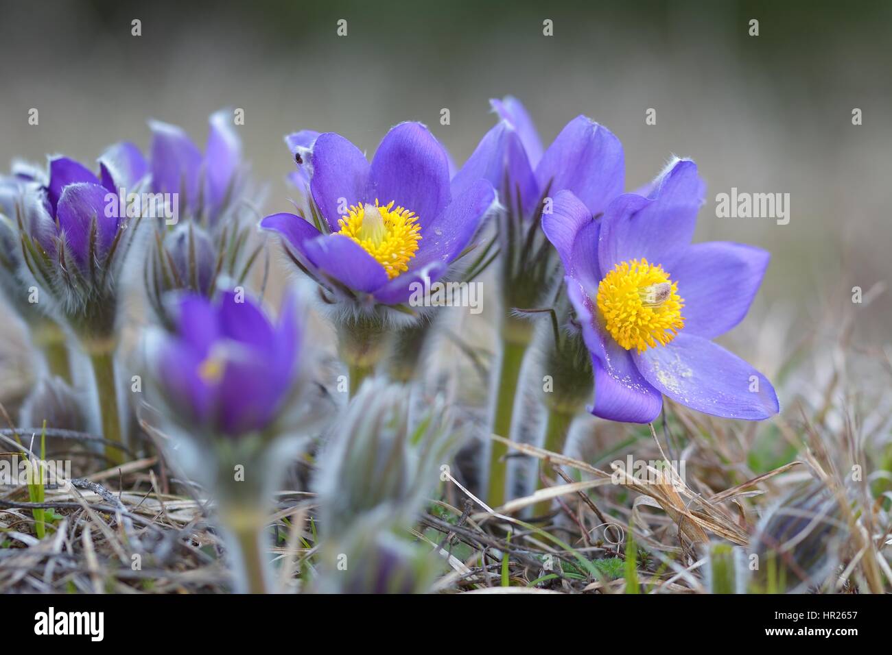 Kuhschelle Stockfoto