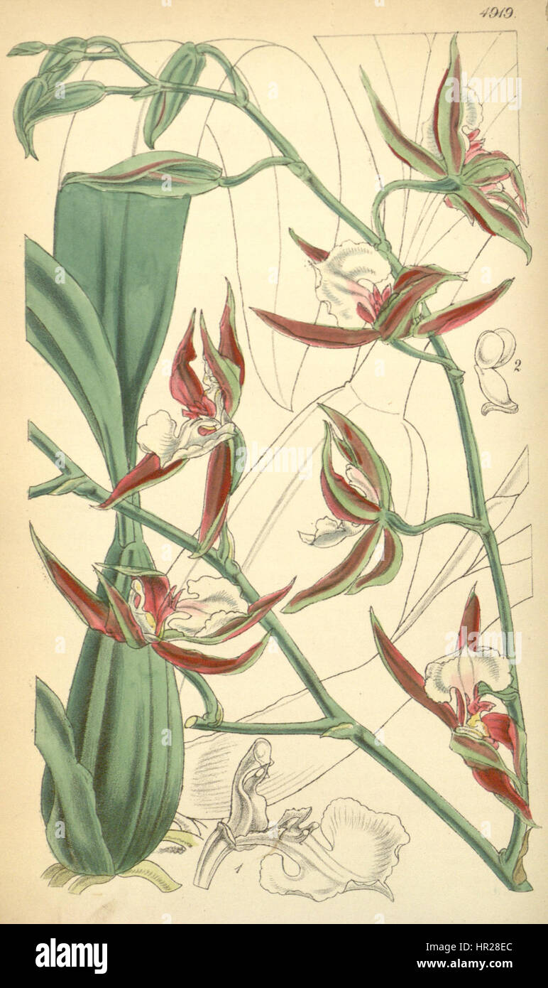 Oncidium Cariniferum (als Odontoglossum Hastilabium var Fuscatum) - Curtis' 82 (ser. 3 Nr. 12) pl. 4919 (1856) Stockfoto