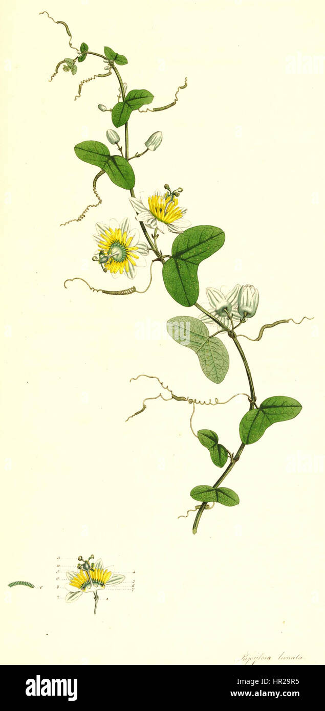 Passiflora biflora, eine Art der Passionsblume, illustriert von James Edward Smith und James Sowerby, englischen Botanikern, auf einer Tafel aus einem Buch, das zwischen 1790 und 1793 veröffentlicht wurde. Stockfoto