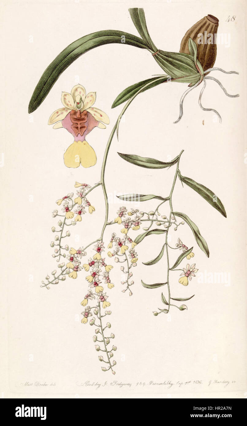 Oncidium raniferum ist eine Orchideenart, die 1838 in einer botanischen Illustration von Edwards dargestellt wird. Das Werk zeigt die komplizierte Schönheit der Blume und hebt ihre einzigartige Struktur und ihre lebendige Farbe in einer detaillierten und wissenschaftlichen Darstellung hervor. Stockfoto