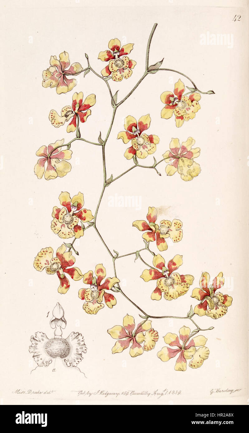 Oncidium Divaricatum (als Oncidium Pulvinatum) - Edwards Vol 25 (NS 2) pl 42 (1839) Stockfoto