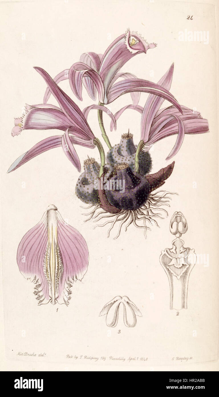 Diese botanische Illustration von „Edwards“ zeigt Pleione praecox, eine Art, die zuvor als Coelogyne wallichiana klassifiziert wurde. Die Zeichnung hebt ihre charakteristischen floralen Merkmale als Teil der botanischen Dokumentation des frühen 19. Jahrhunderts hervor. Stockfoto