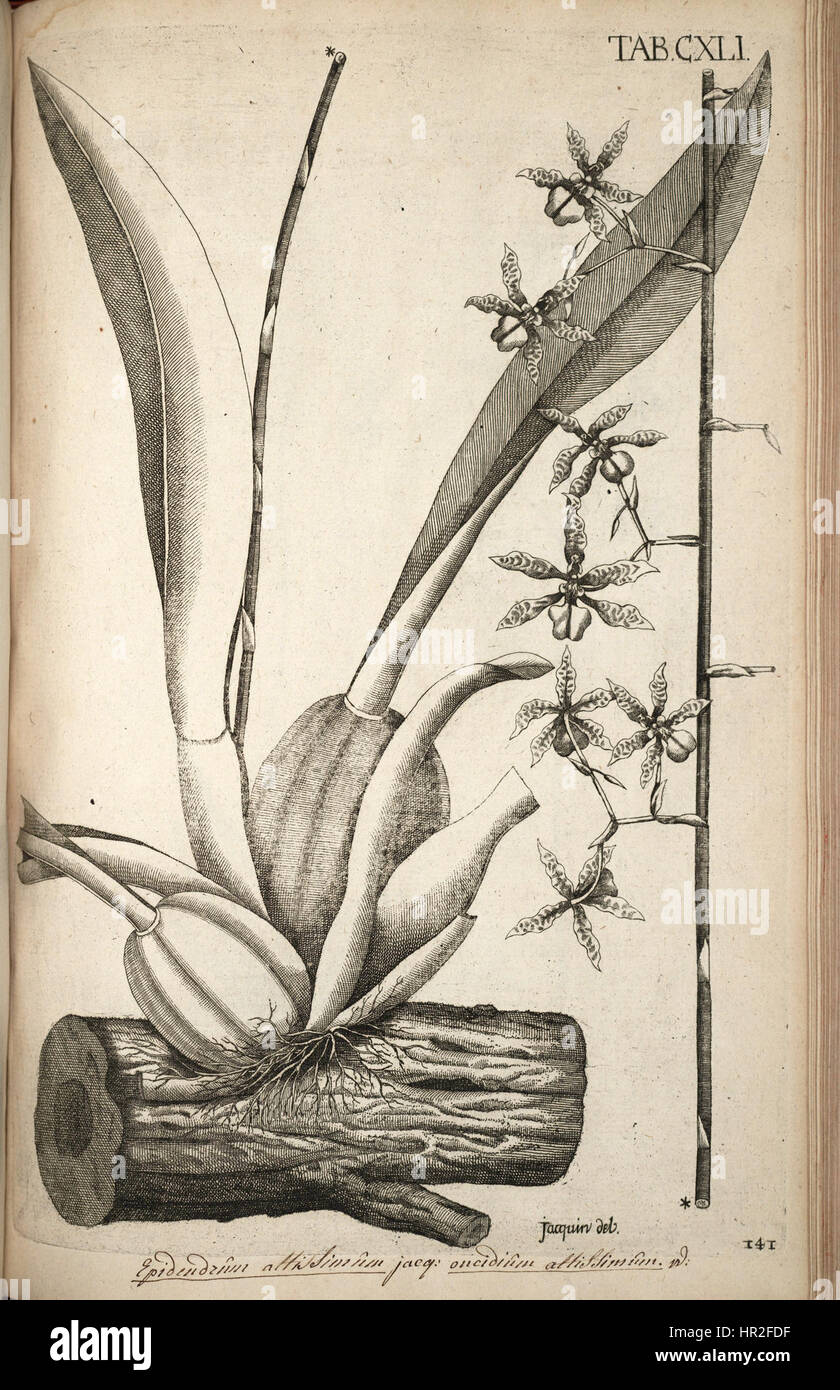 Oncidium abruptum, auch bekannt als Epidendrum altissimum, ist eine Orchideenart, die in einer botanischen Illustration aus dem Jahr 1763 dargestellt wird und ihre zarte Blütenstruktur zeigt. Stockfoto