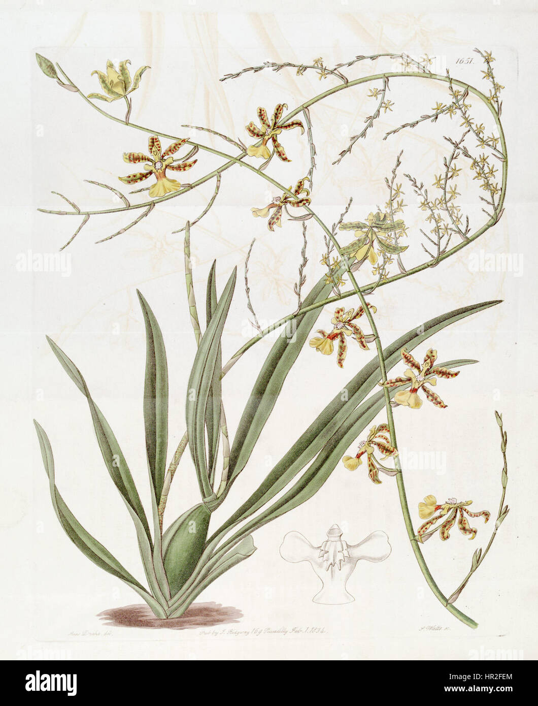 Oncidium Altissimum (Jacq.) SW. - Edwards v. 19 (1833) pl 1651 Stockfoto