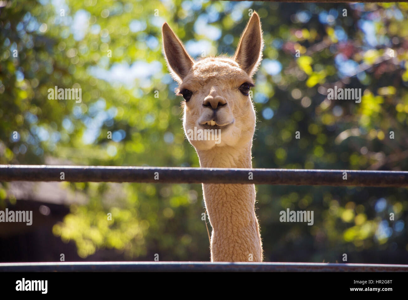 Weißes Lama Stockfotos und bilder Kaufen Alamy