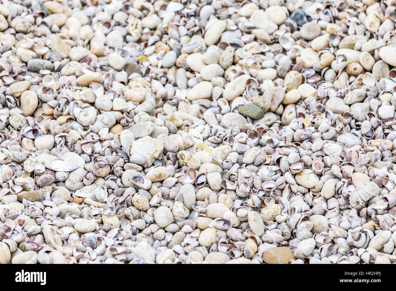 Detail der kleinen Muscheln gefunden an einem Ozeanstrand in Eastern Long Island Stockfoto