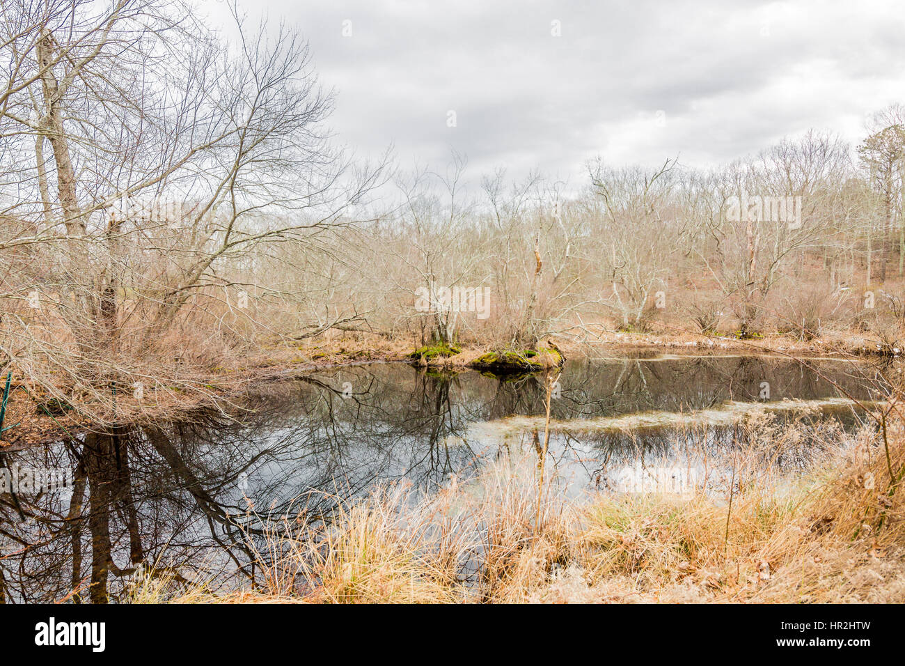 kleiner Teich und sumpfigenGeländes an einem kalten Wintertag Stockfoto