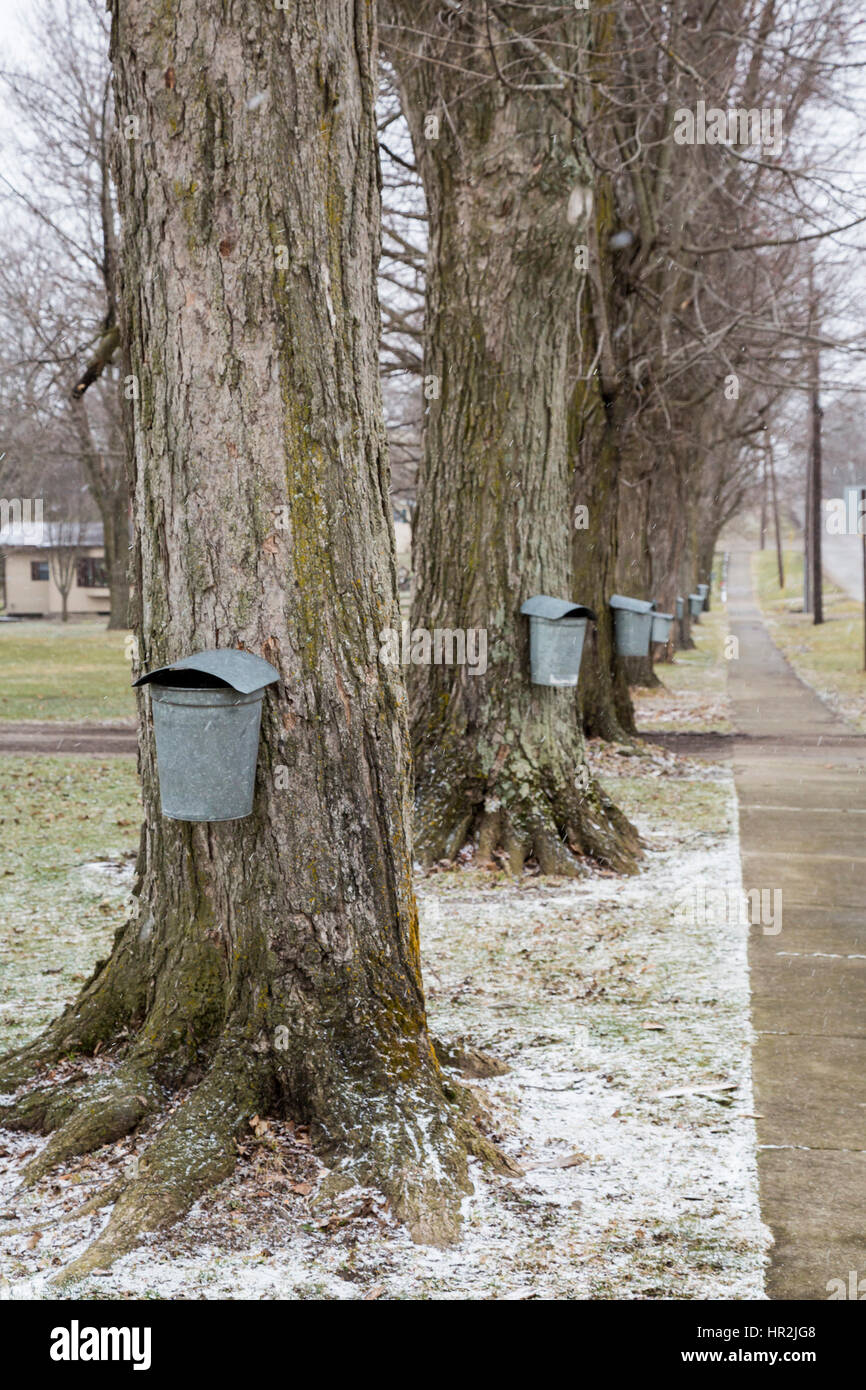 Vermontville, Michigan - traditionelle Eimer tippt sammeln Sap aus Ahornbäume für die Herstellung von Ahornsirup. Wegen Rekord Wärme im Jahr 2017, SAP-col Stockfoto