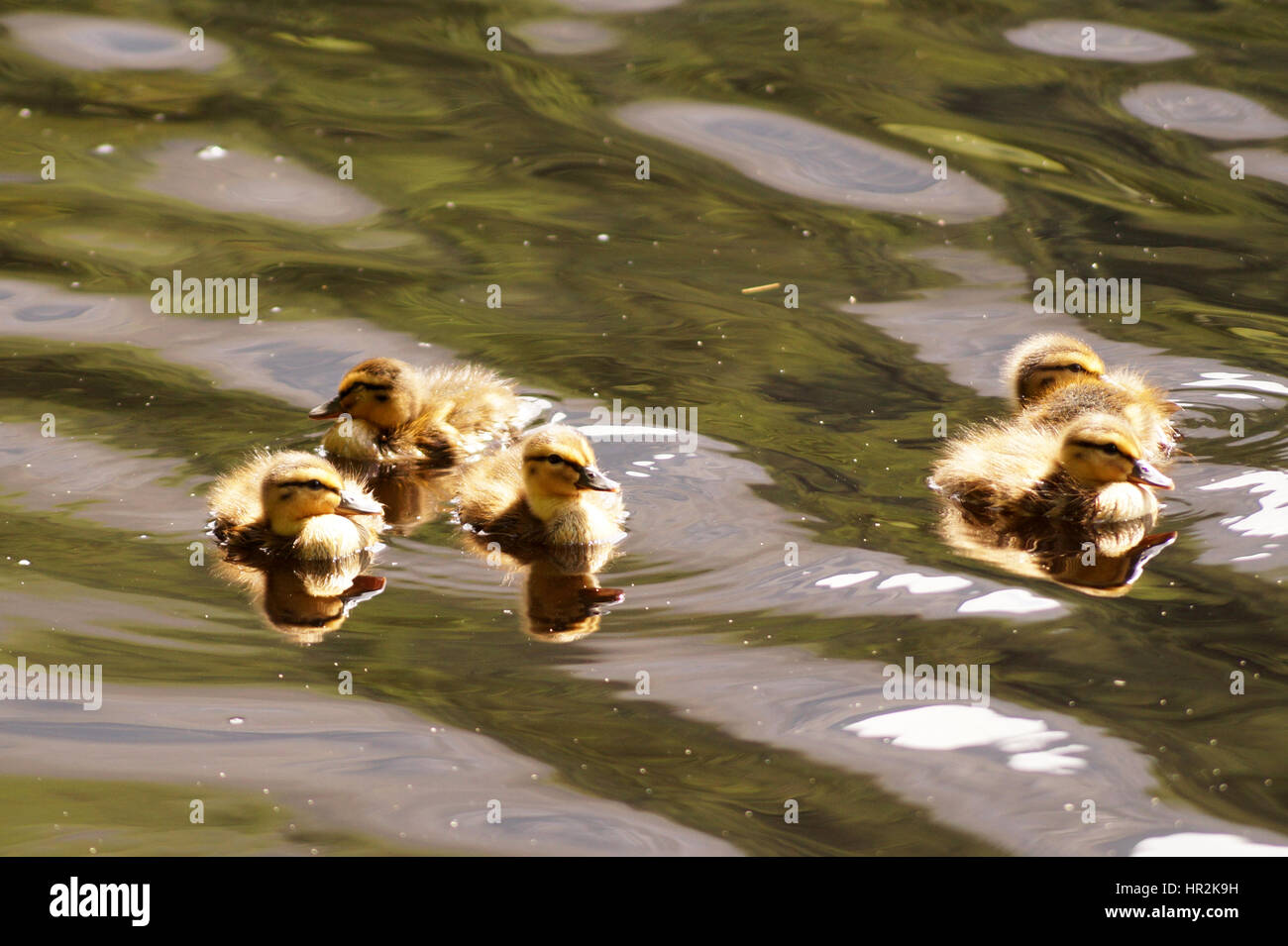 Enten und Entchen schwimmen auf Glencoe man Stockfoto