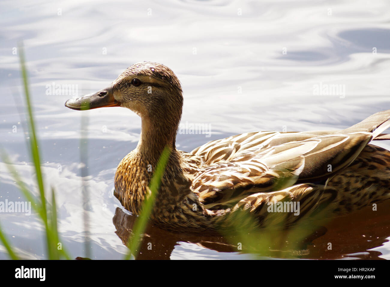 Weibliche Stockente (Anas Platyrhynchos), Schwimmen in Glencoe Lochan Stockfoto