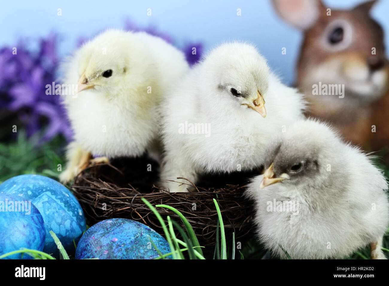 Drei süße kleine Küken sitzen in einem Nest, umgeben von Ostereiern. Extrem geringe Schärfentiefe mit selektiven Fokus auf Mittelfläche Küken. Stockfoto