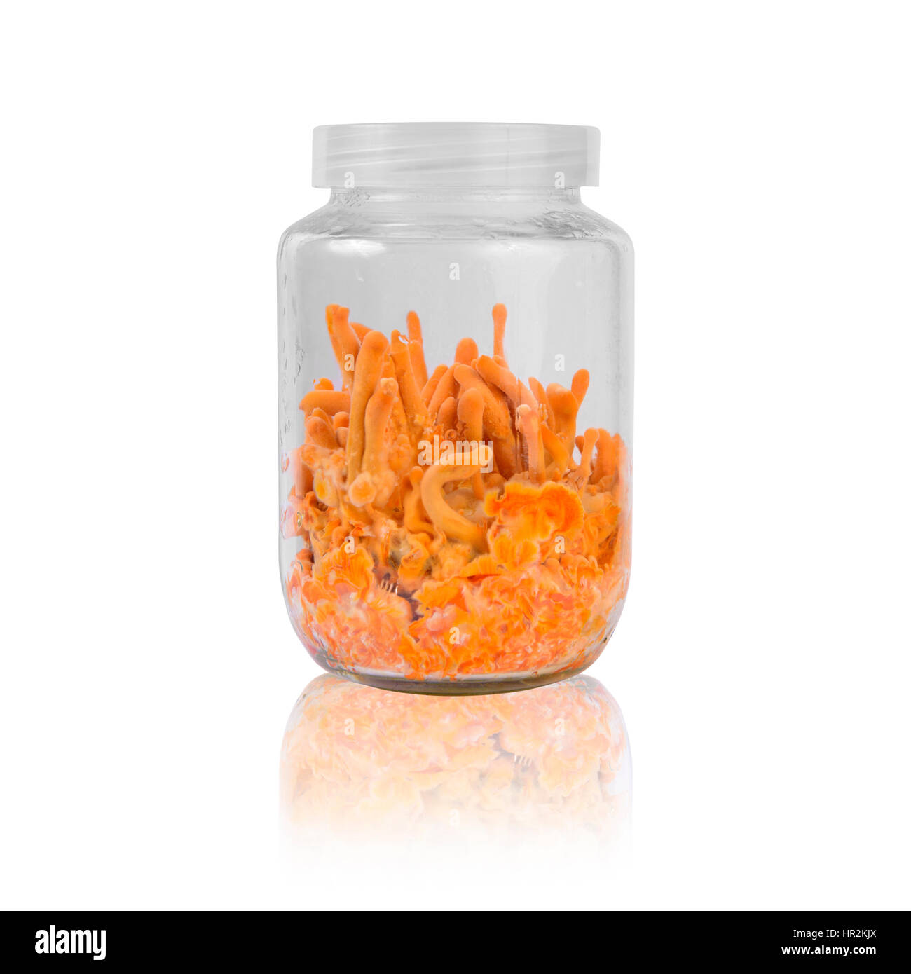 Frische Cordyceps in Glasflaschen Stockfoto