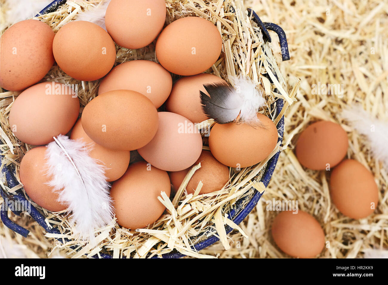 Große Clutch frischen Freilandhaltung Eier in einem Nest aus Stroh. Stockfoto