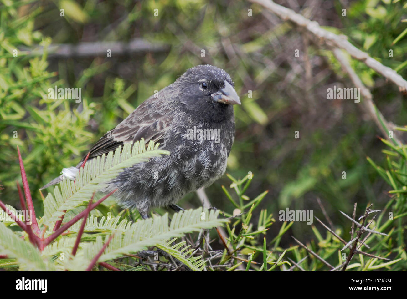 Gemeinsame cactus Finch (Geospiza scandens), Charles Darwin Research Station, Santa Cruz, Galapagos, Ecuador Stockfoto