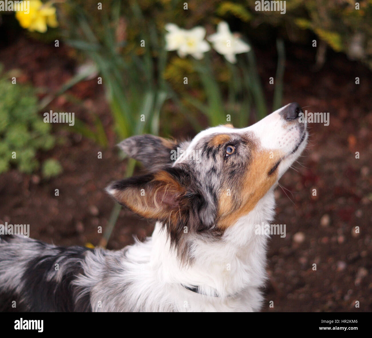 Wunderschöne Multi-Colored Langhaarige Collie Hautnah. Braun, Weiß, Schwarz und Grau Fell Stockfoto