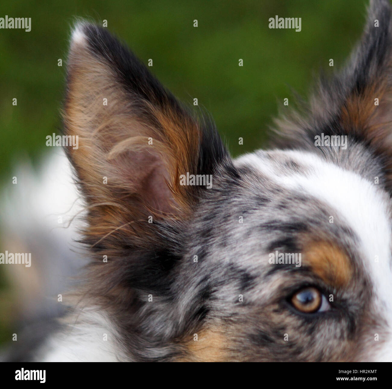 Wunderschöne Multi-Colored Langhaarige Collie Hautnah. Braun, Weiß, Schwarz und Grau Fell Stockfoto