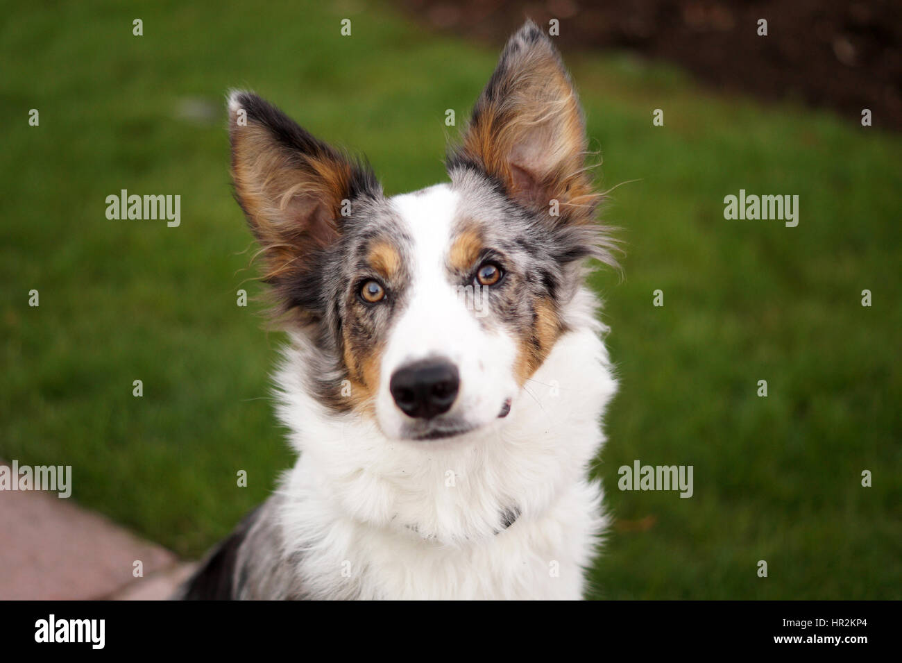 Wunderschöne Multi-Colored Langhaarige Collie Hautnah. Braun, Weiß, Schwarz und Grau Fell Stockfoto