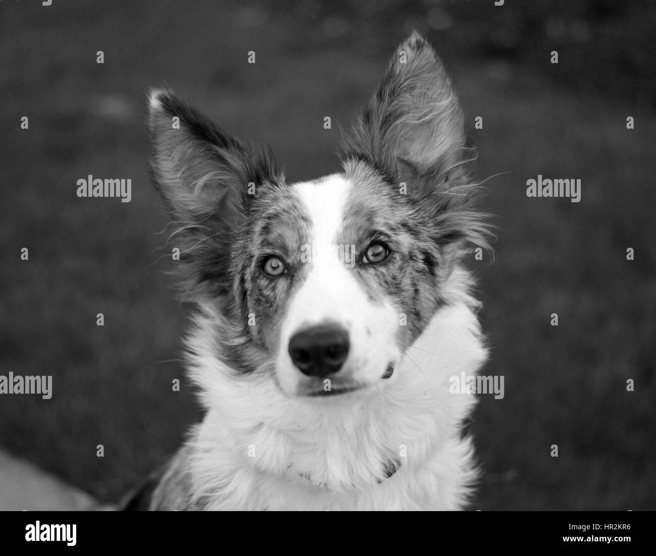 Wunderschöne Collie hautnah Stockfoto