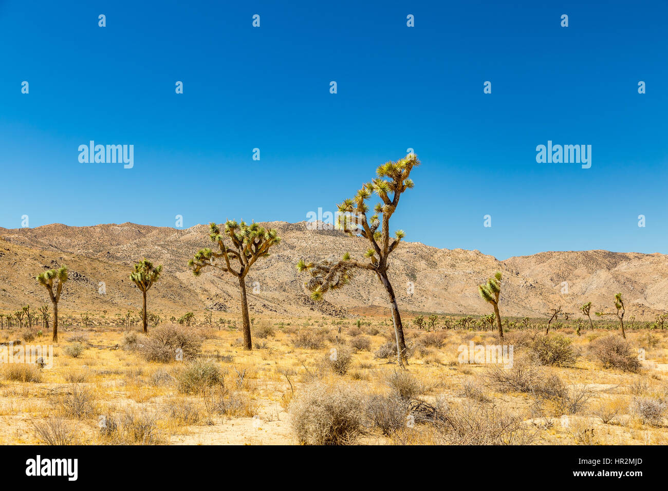 Joshua Tree National Park ist ein riesiges Naturschutzgebiet in Südkalifornien. Es zeichnet sich durch zerklüftete Felsformationen und krassen Wüstenlandschaften. Stockfoto