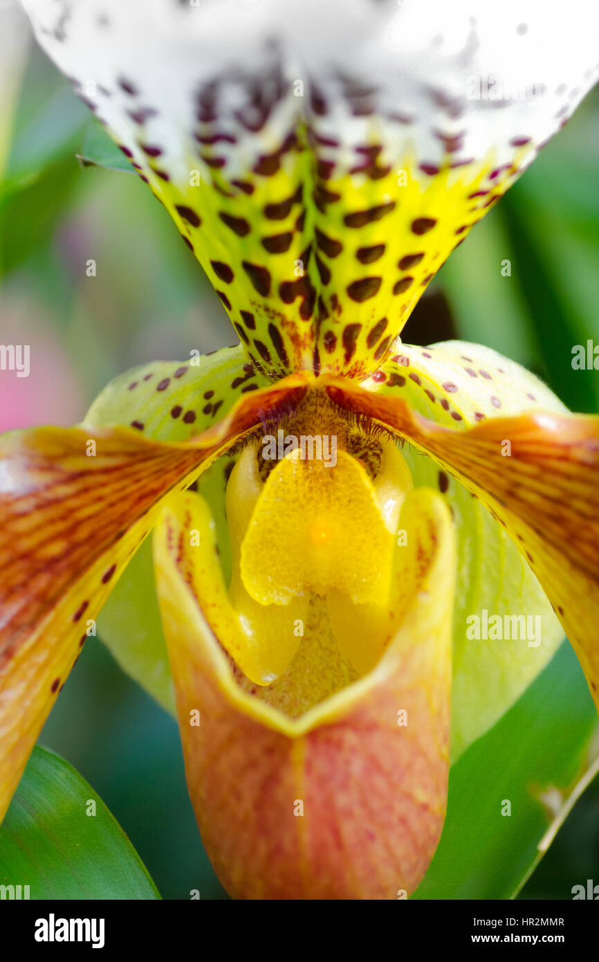 London, UK - 18. Februar 2017: Anzeige von Orchideen, eine bunte Feier von Indiens lebendige Pflanzen und Kultur im Kew Royal Botanical Garden, London Stockfoto