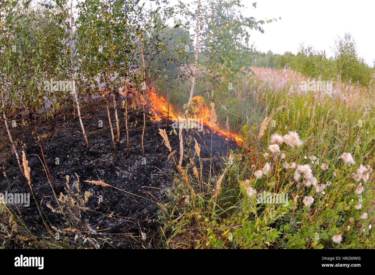 Feuer in den Hain. Adobe RGB Stockfoto