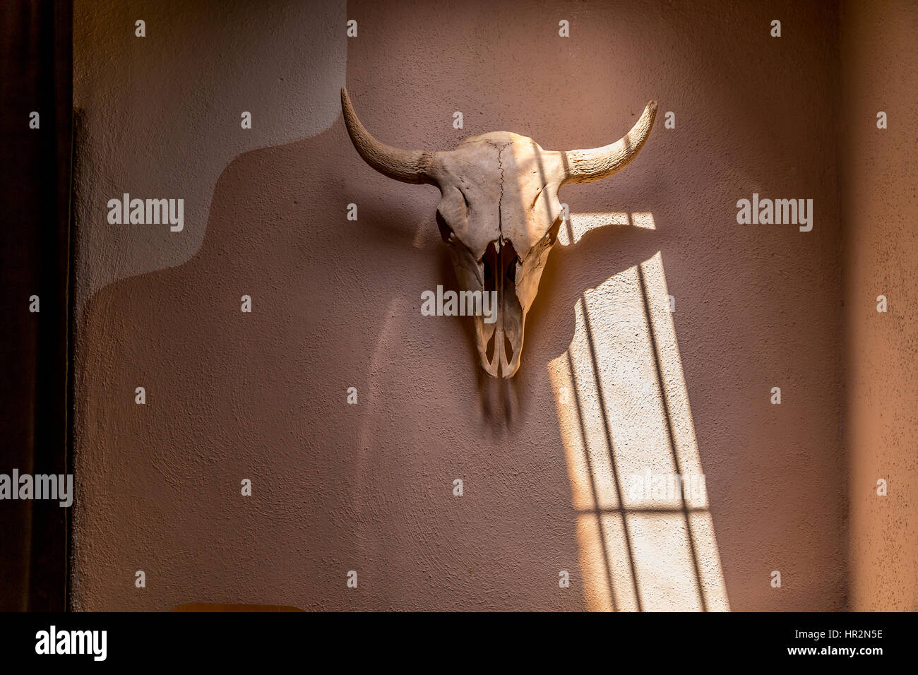 Ein Bison Schädel schmückt eine Adobe-Wand in der Altstadt, Albuqurque, New Mexico Stockfoto