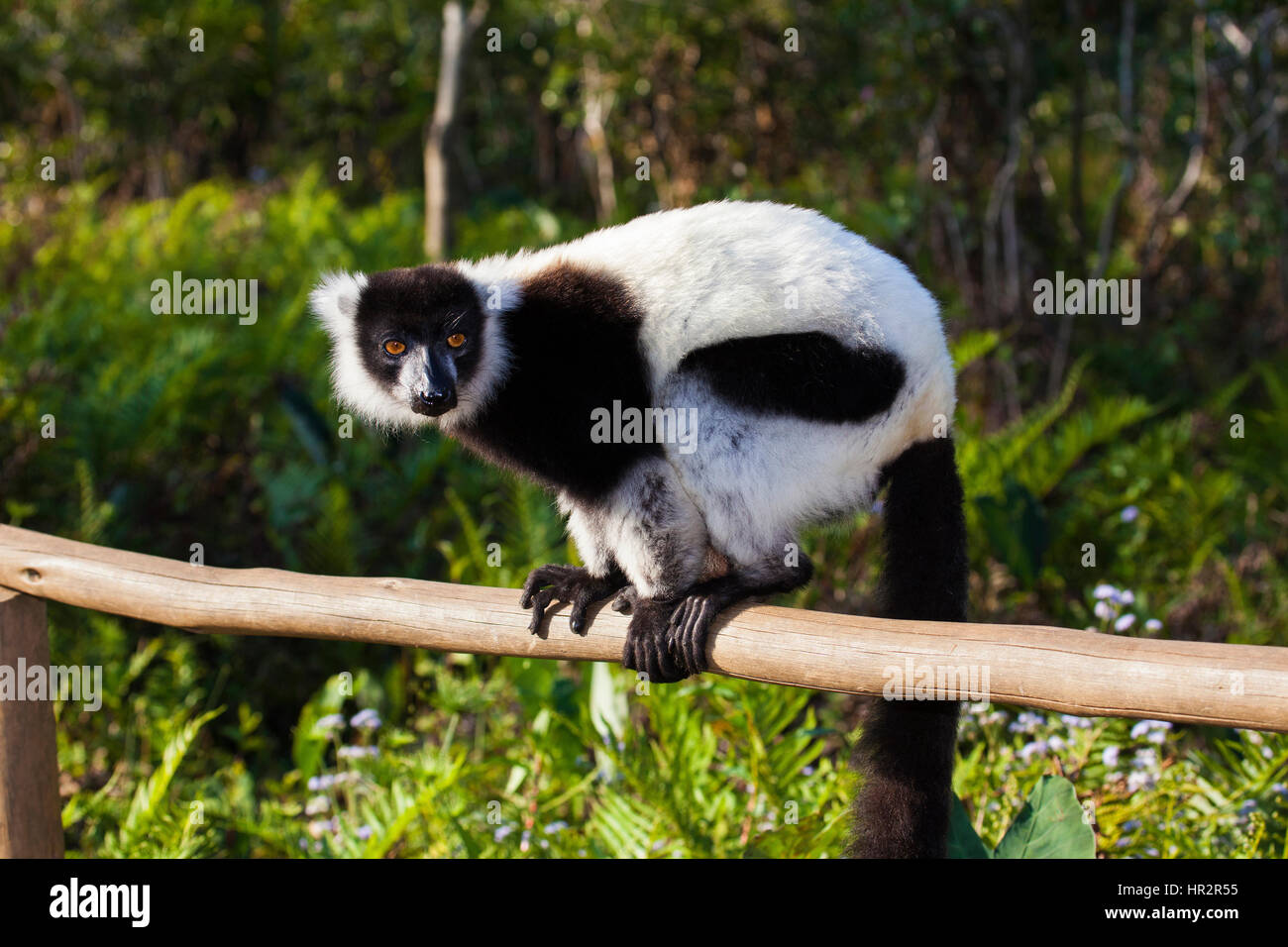 Schwarze und Weiße Vari, Varecia variegata, Lemuren Insel, Vakona Forest, Madagaskar, von Monika Hrdinova/Dembinsky Foto Assoc Stockfoto