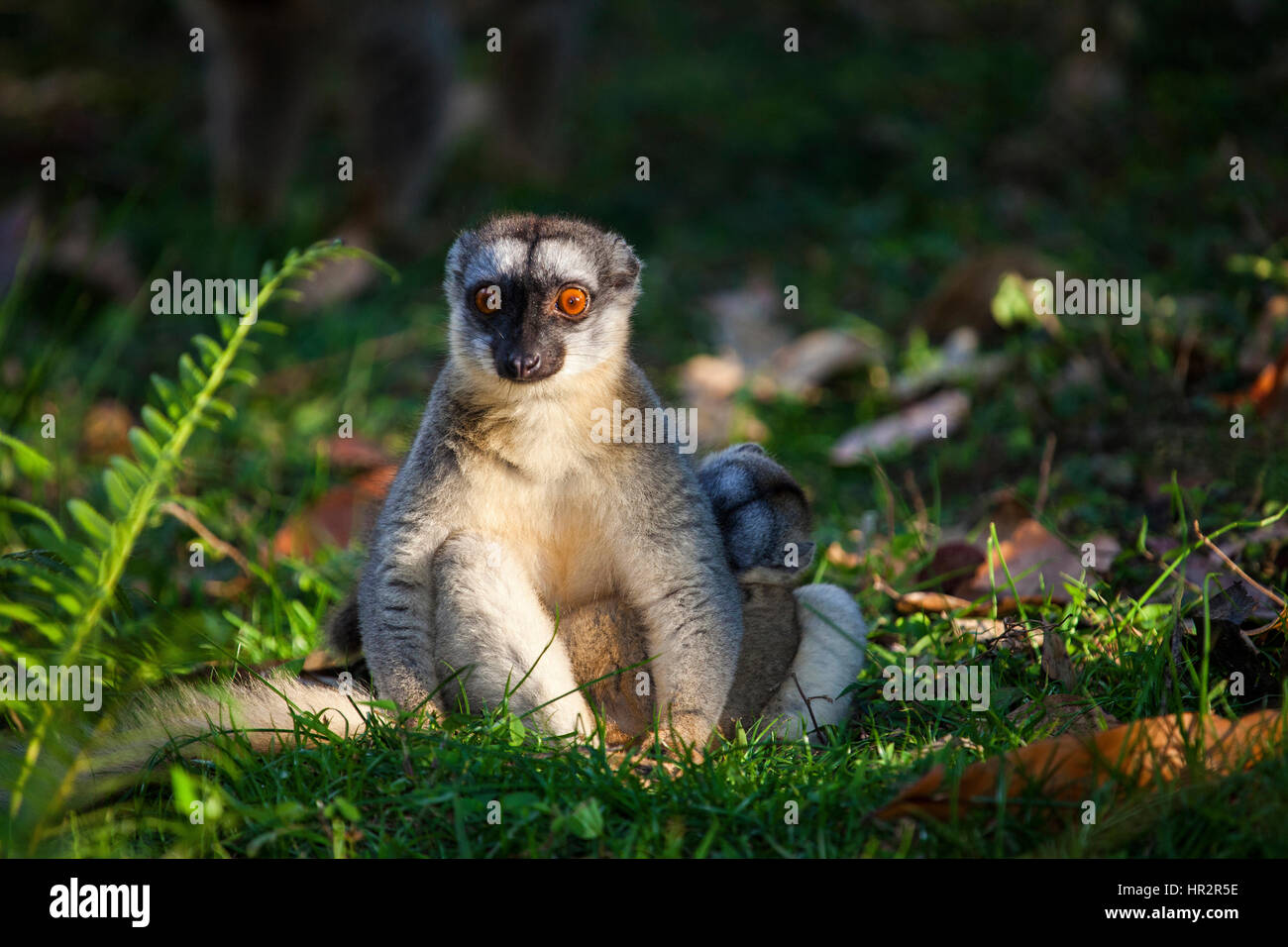 Red Lemur, Rufous Braun Lemur, Eulemur Rufus, Lemuren Insel, Vakona Forest, Madagaskar, von Monika Hrdinova/Dembinsky Foto Assoc Stockfoto