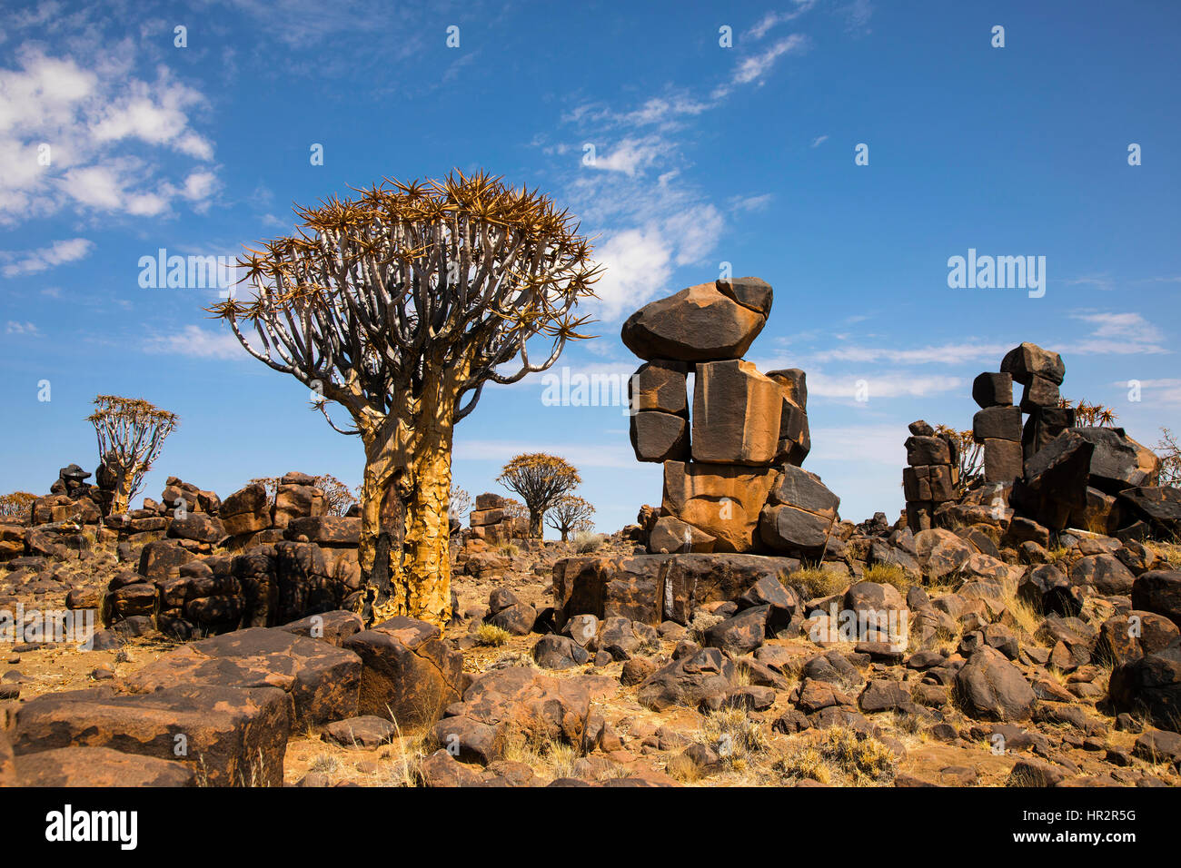 Köcherbaumwald, Köcherbaum Woud, Aloe dichotoma, mesosaurus Fossil Site, Keetmanshoop, Namibia, von Monika Hrdinova/Dembinsky Foto Assoc Stockfoto