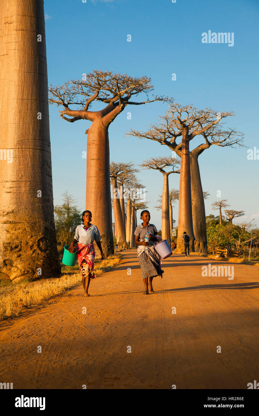 Allee der Baobabs in der Nähe von Morondava, Baobab Allee, Adansonia grandidieri, westlichen Madagaskar, von Monika Hrdinova/Dembinsky Foto Assoc Stockfoto