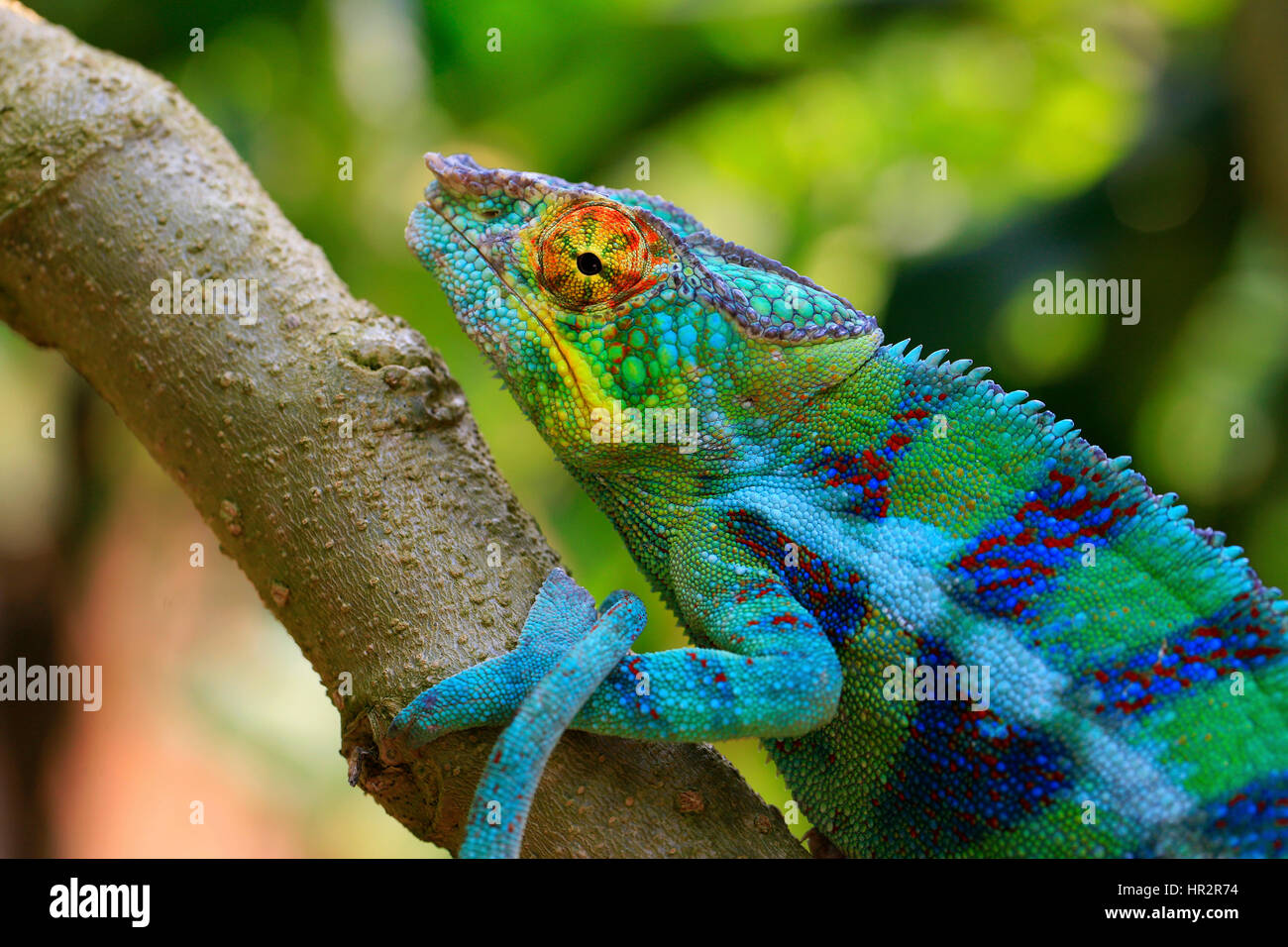 Panther Chamäleon, Furcifer pardalis, Peyreiras Reptile Park, Madagaskar, von Monika Hrdinova/Dembinsky Foto Assoc Stockfoto